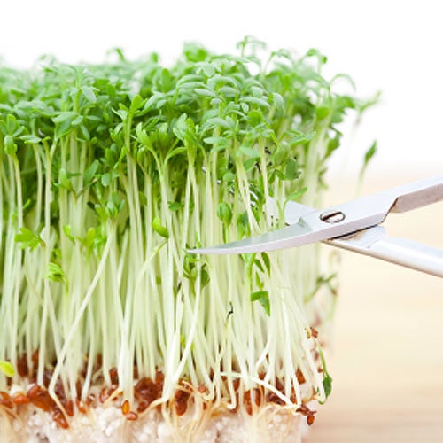 Why Should I Eat Sprouts?