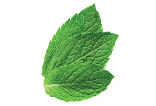 Mint Leaves Mint Leaves