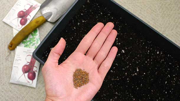 microgreens-2