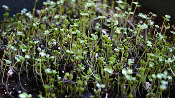 microgreens-5