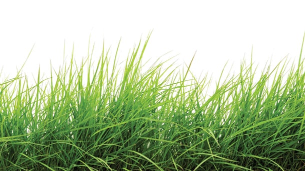 grass