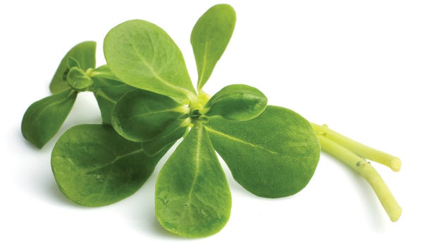 spinachpurslanePREZ