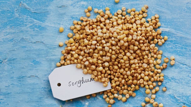 sorghum