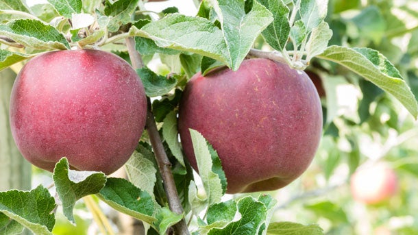 jonathan-apples-