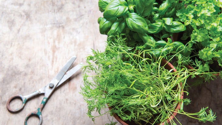 CE68 Kate Gegan Fresh Herbs-Web Fresh Herbs