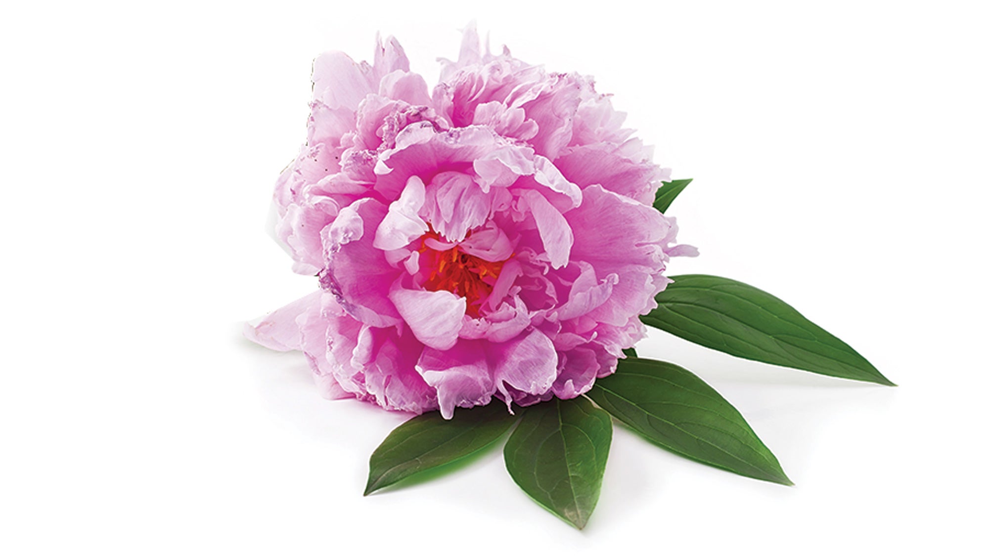 Peony
