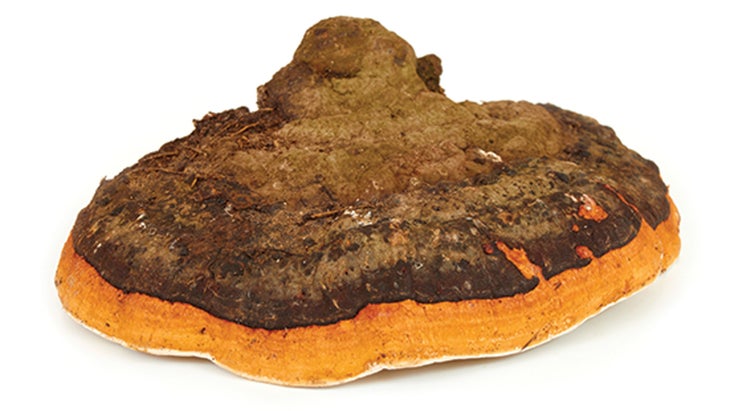 BNB_Chaga_Masalski-Maksim_78-WEB Chaga mushroom