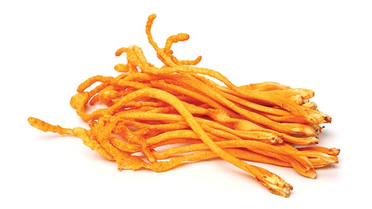 BNB_Cordyceps_zcw_78-WEB Cordyceps mushroom