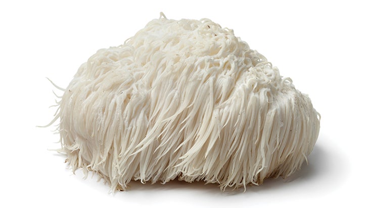 BNB_Lion's-Mane_picturepartners_78-WEB Lion's Mane mushroom