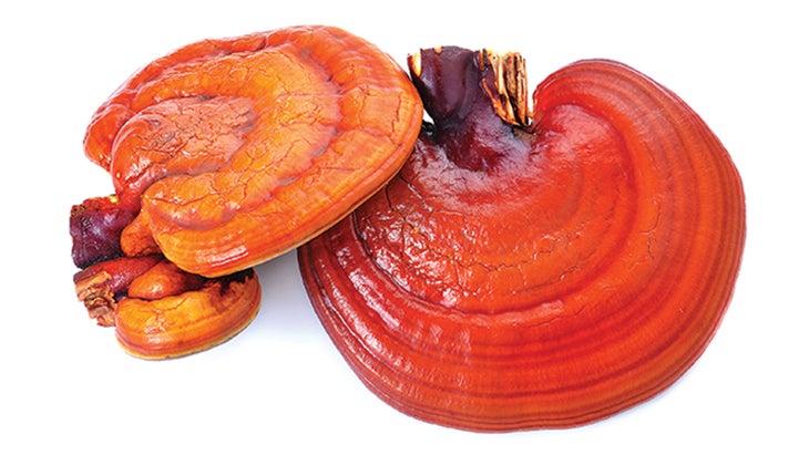 BNB_Reshi_Pan-Stock_78-WEB Reshi mushroom