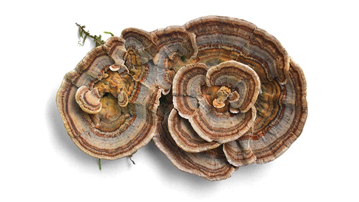 BNB_Turkey-Tail_bogdan-ionesc_78-WEB Turkey Tail mushroom