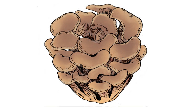Maitake
