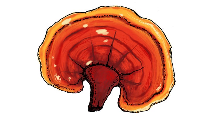 Reishi