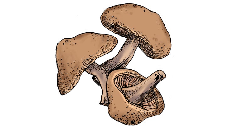 Shiitake