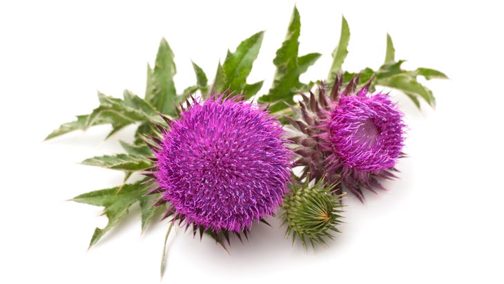 MBB_Milk-Thistle-Inset_Alexander-Raths_84-web Milk Thistle