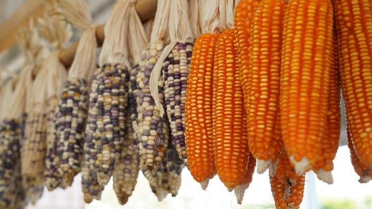 DIVERSITY-DIET_Dried-Corn-Lead_CROP-TRUST_85-WEB Dried corn