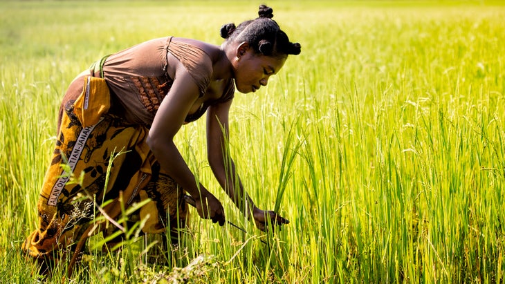 DIVERSITY-DIET_Woman-Inset_Nok-Lek_85-WEB Diversity diet, woman harvesting