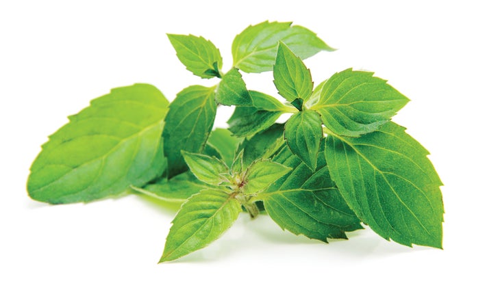 Complements_Mint-Inset_86-web None