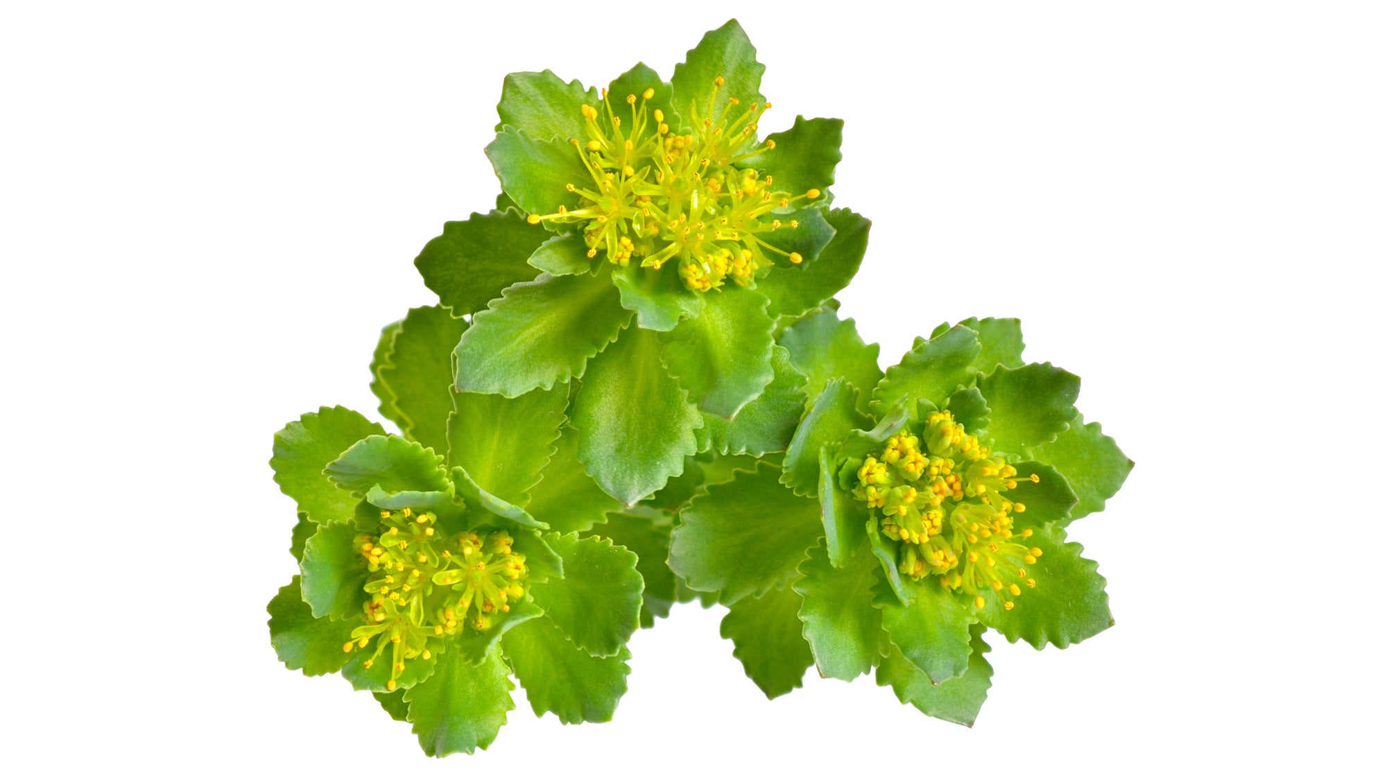 Rhodiola Rosea