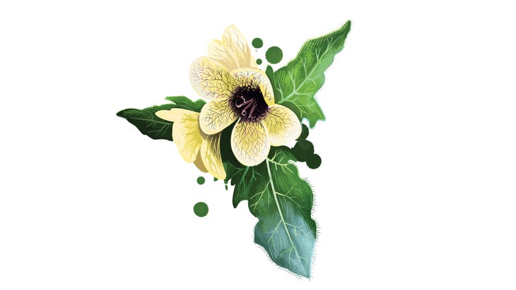 Complements-Inset-Ajwain_91 Ajwain