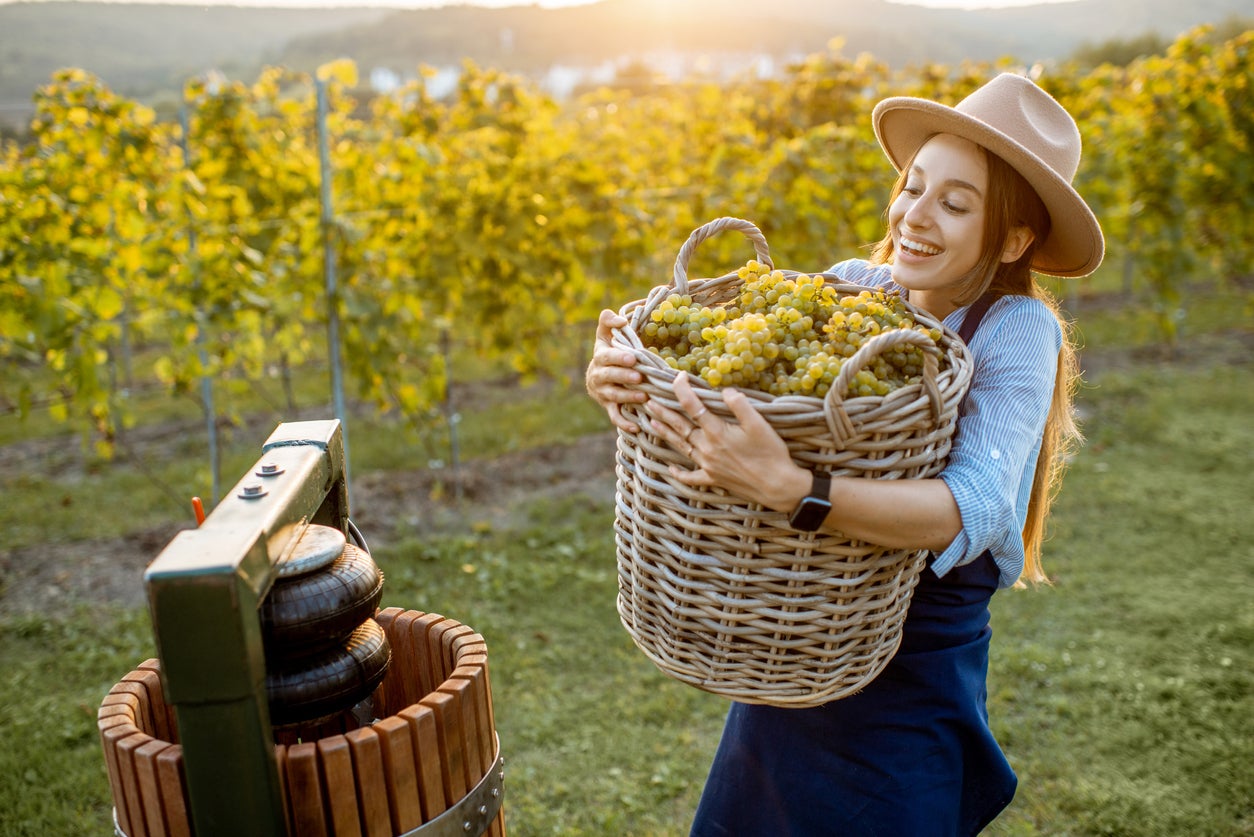 Portrait of a young cheerful woman with basket full of freshly picked up wine grapes near the press machine on the vineyard