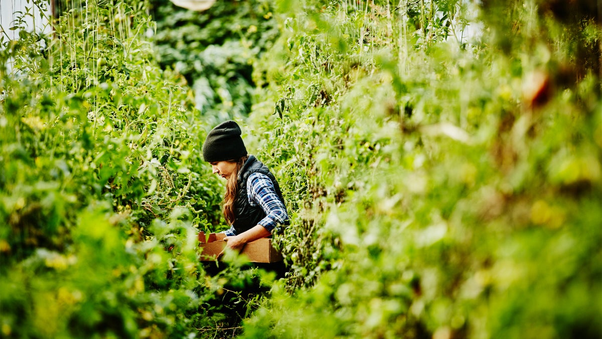 Is Regenerative Agriculture the New and Improved Organic?