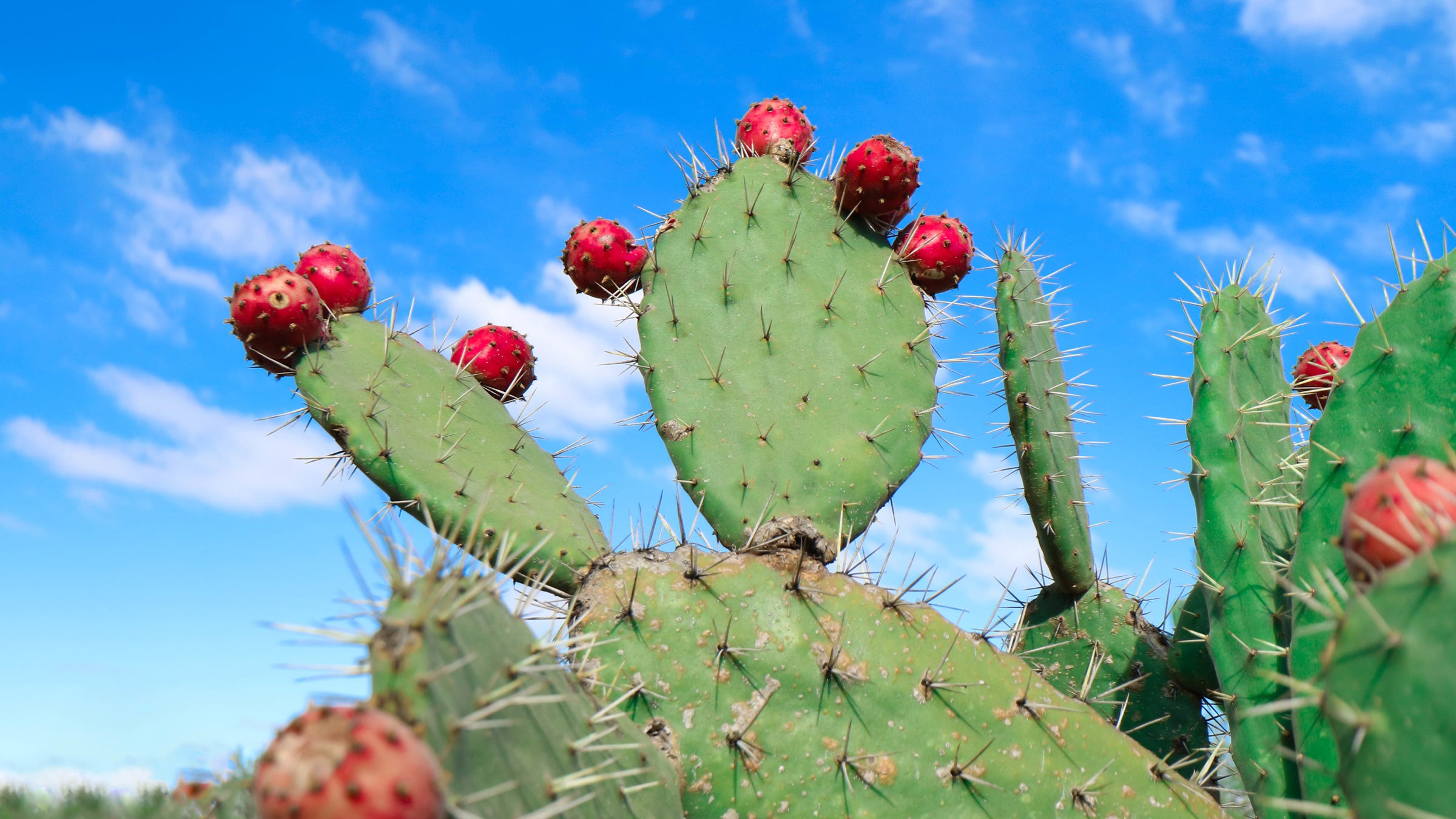 Cactus: A Highly Sustainable and Healthy Food - Clean Eating