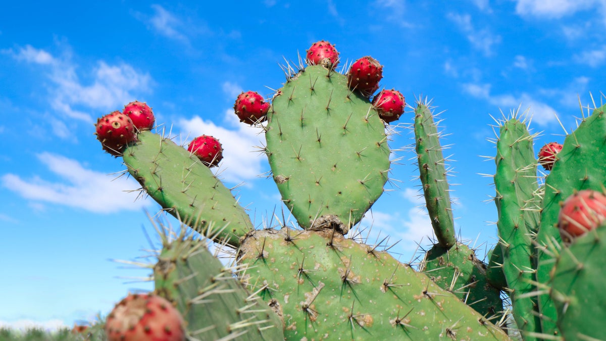 Cactus A Highly Sustainable and Healthy Food Clean Eating