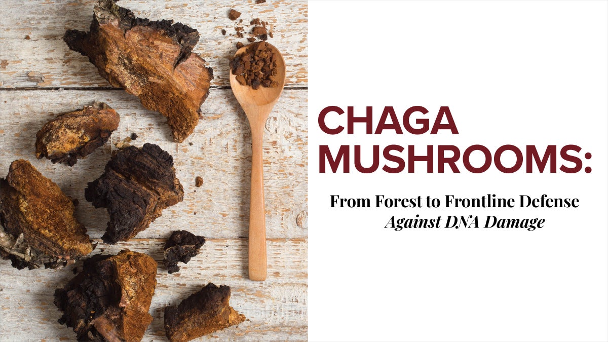 Chaga Mushrooms: From Forest to Frontline Defense Against DNA Damage*