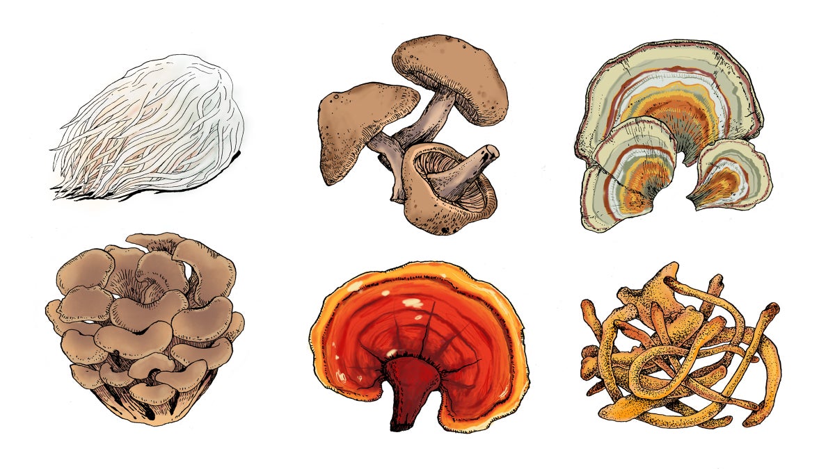 Mad About Mushrooms: How to Choose and Use Medicinal Mushrooms