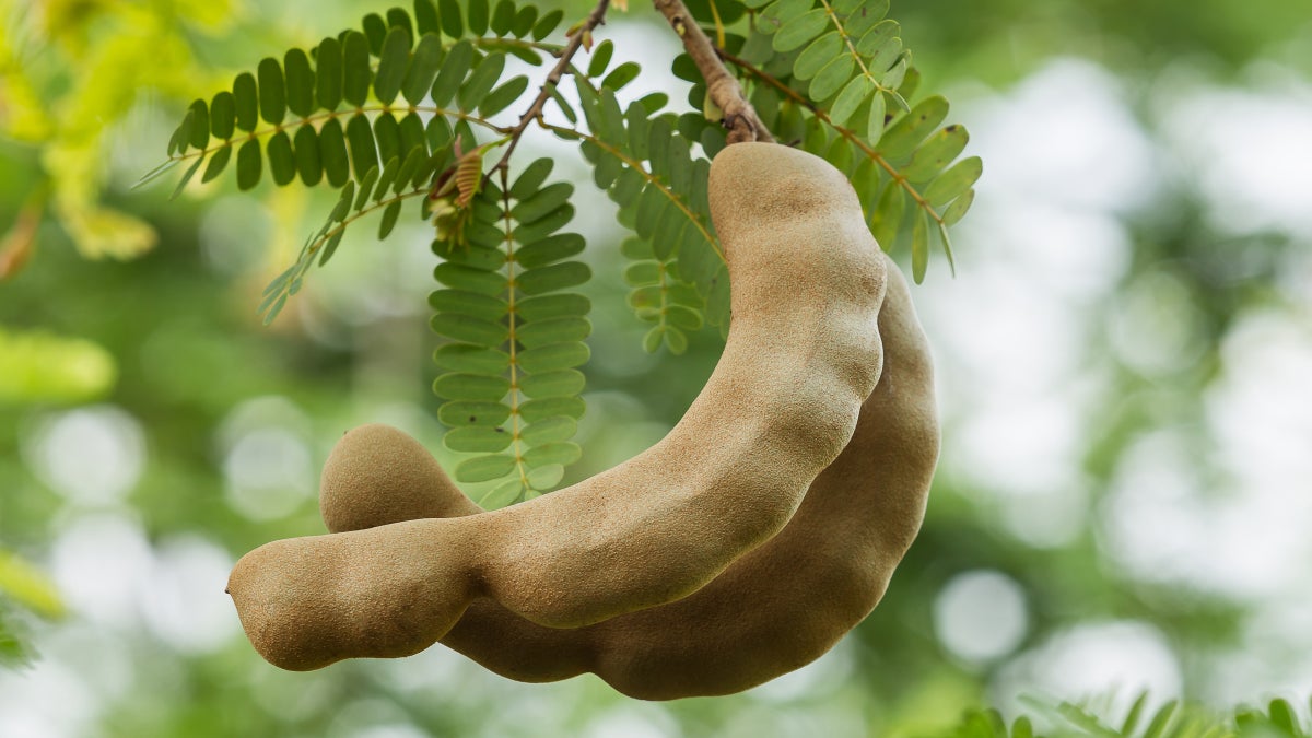 Get to Know Tamarind, a Fruit You’ve Tried Without Realizing It