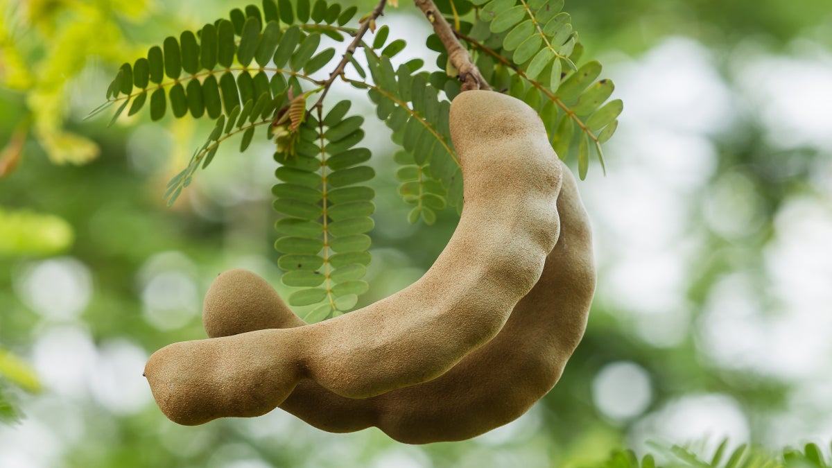 Get to Know Tamarind, a Fruit You’ve Tried Without Realizing It