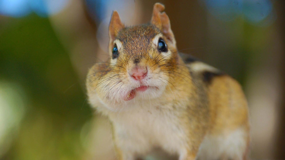 What’s the Best Way to Protect My Food From Small Critters on the Trail?