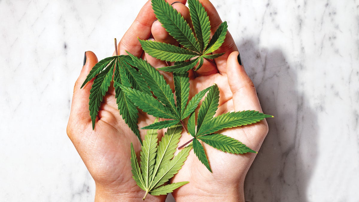 The New CBD THCV Claims to Be