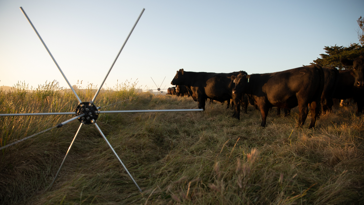 Stemple Creek Ranch is Leading the Charge for Better, More Sustainable Meat