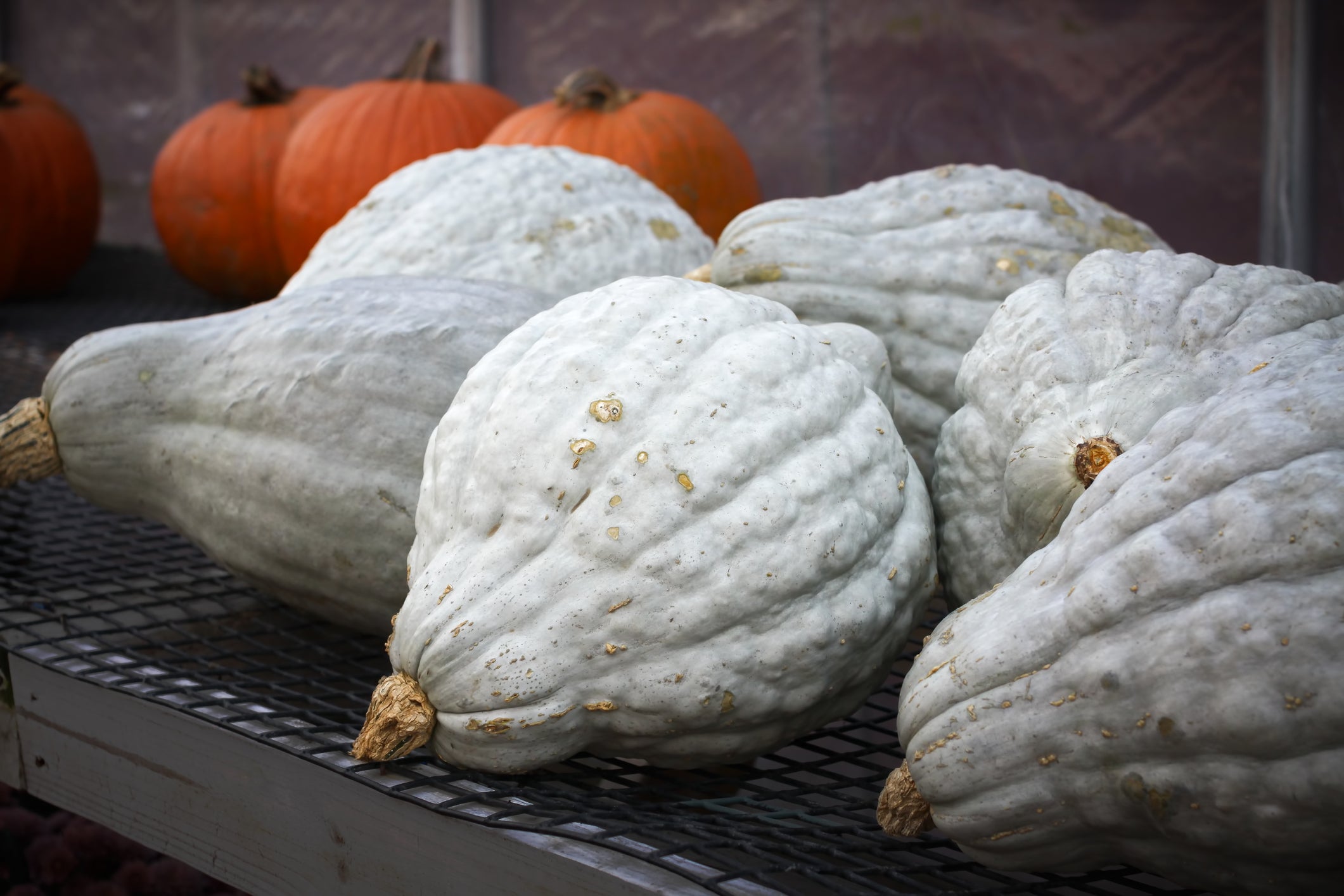 Blue hubbard squash