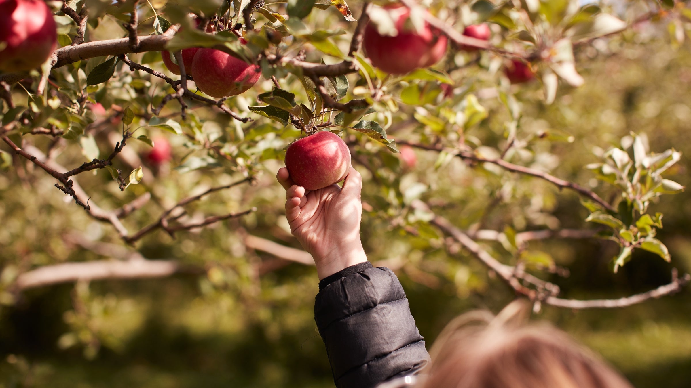 picking apple at an apple orchard