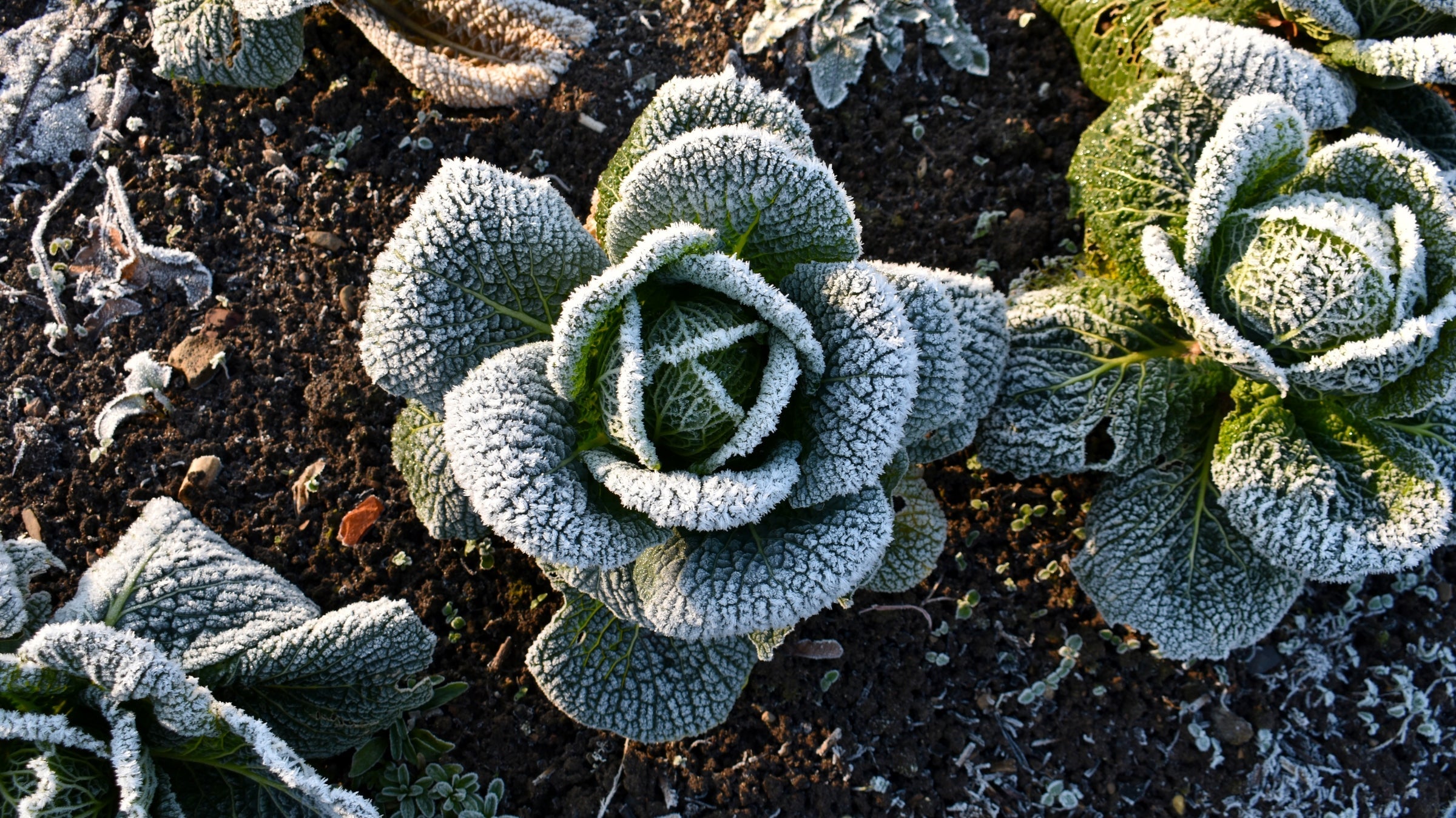 Cabbage in garden in winter