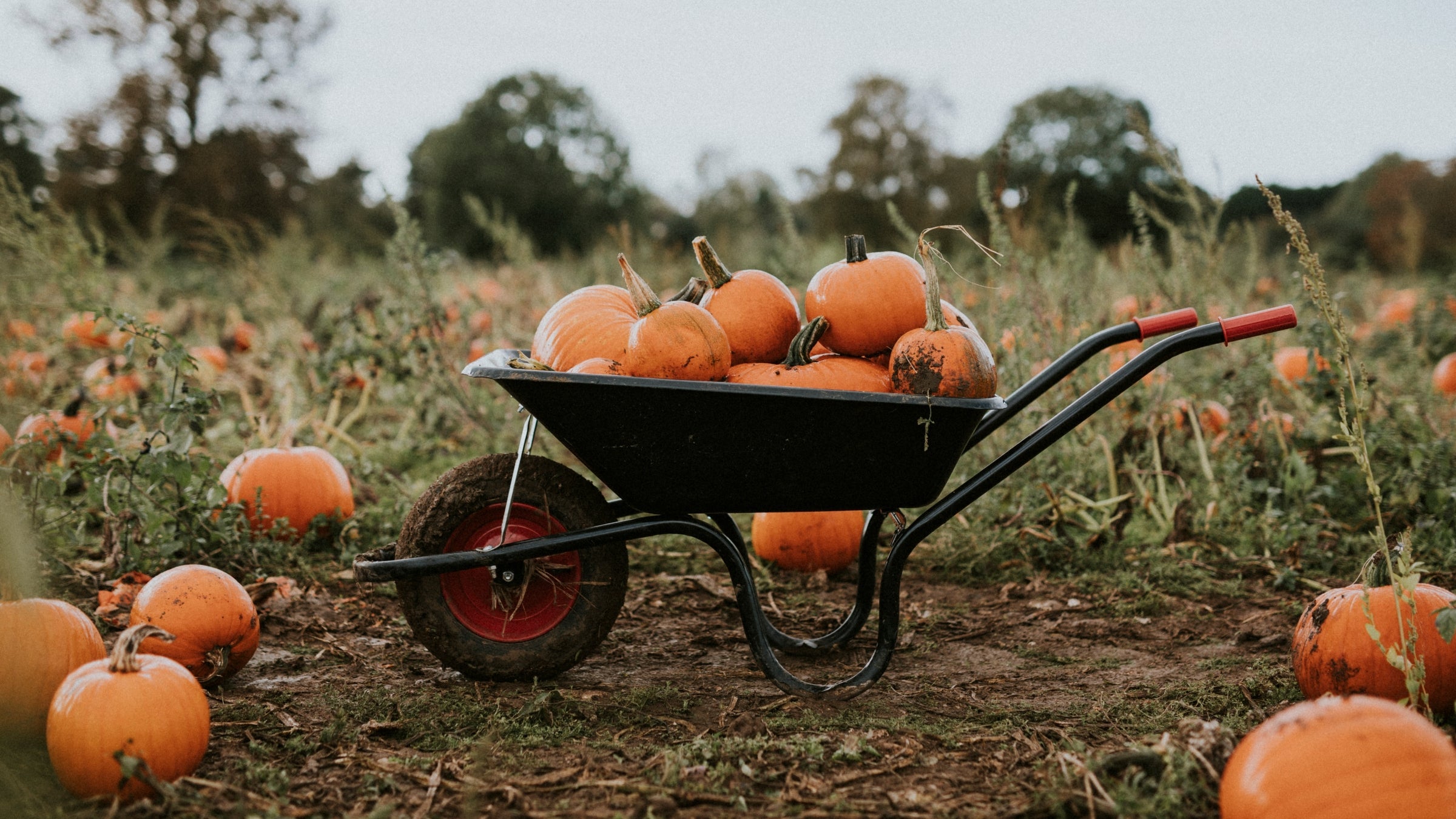 picking out pumpkins in a pumpkin patch