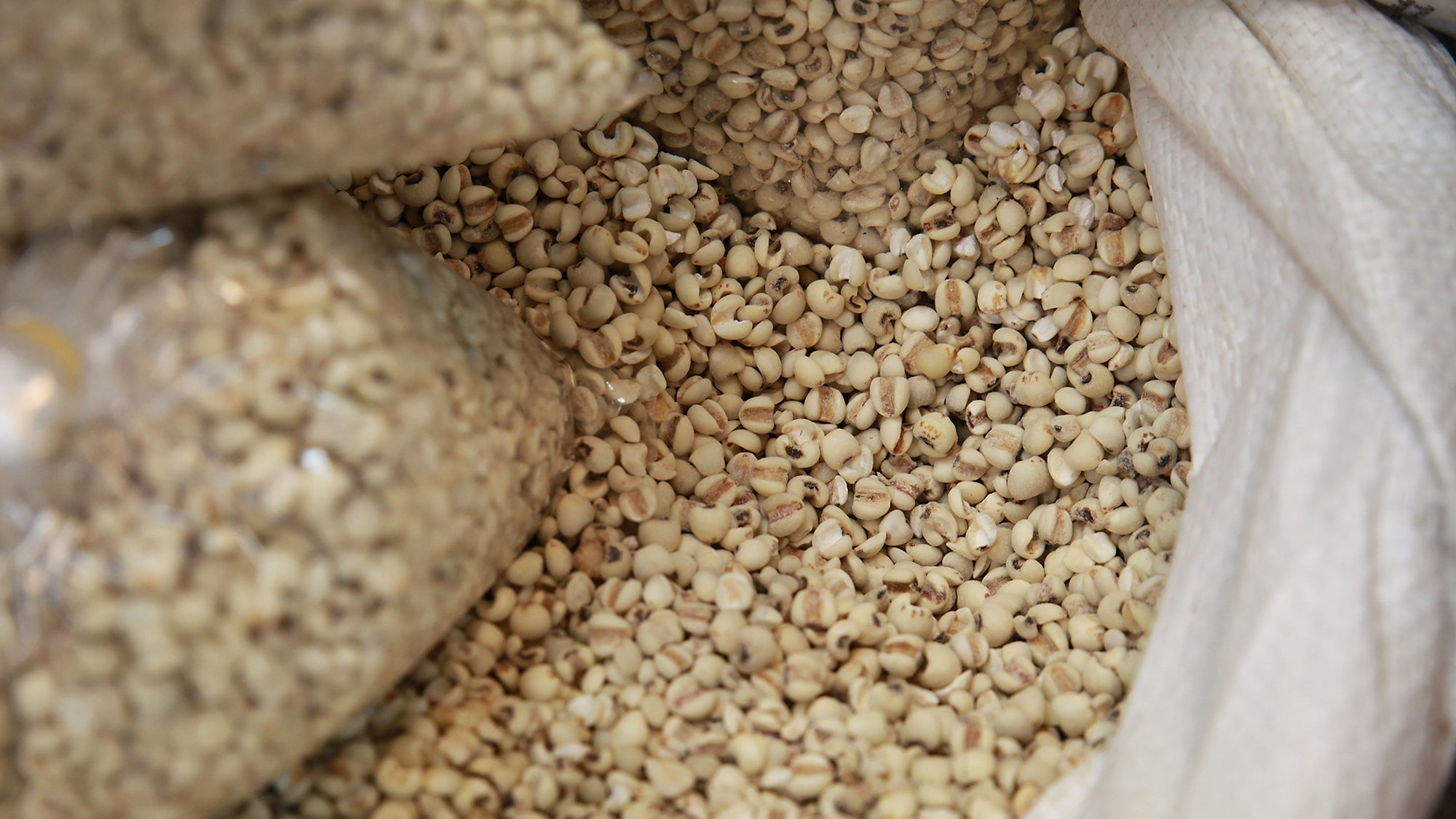 What is Soy Lecithin? Ask the Dietitians