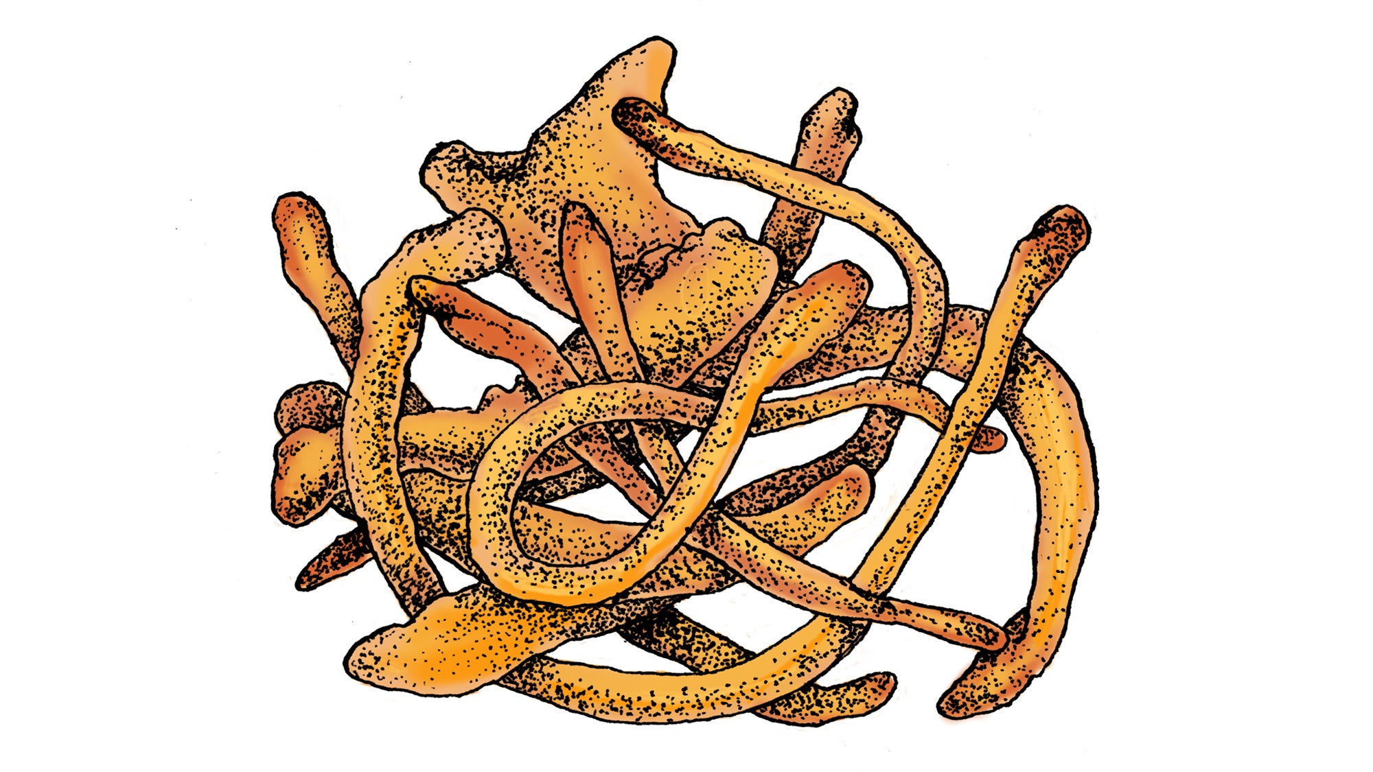 COMP_Cordyceps_84-web Cordyceps