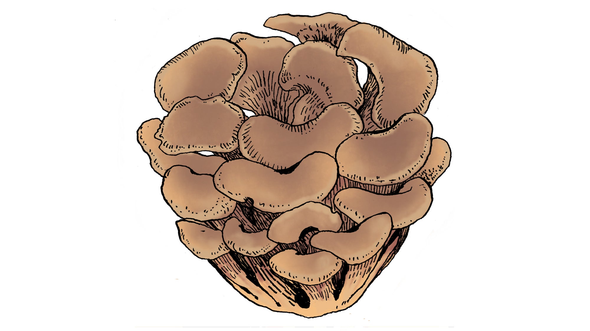 COMP_Maitake_84-web Maitake