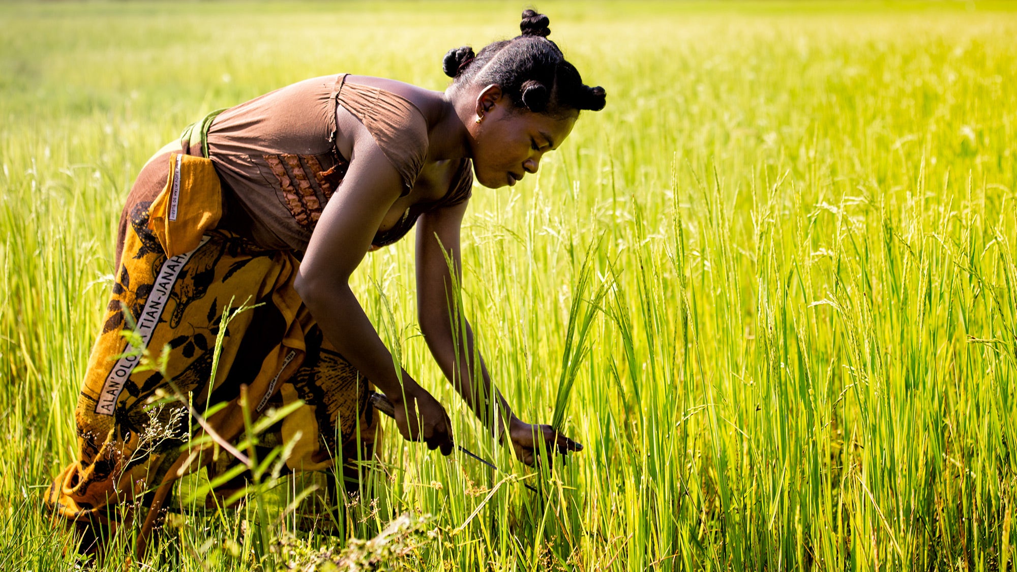DIVERSITY-DIET_Woman-Inset_Nok-Lek_85-WEB Diversity diet, woman harvesting