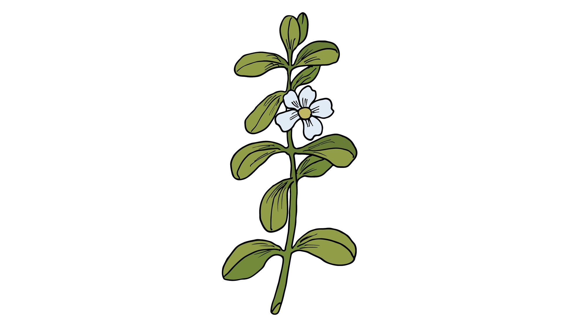 COMPLEMENTS_Brahmi-Inset_88-web Bacopa monnieri, a traditional Ayurvedic herb