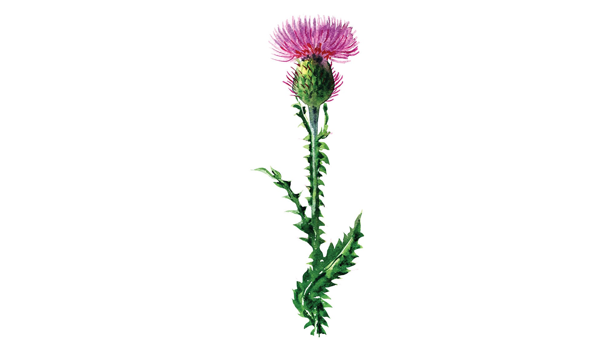 Milk Thistle