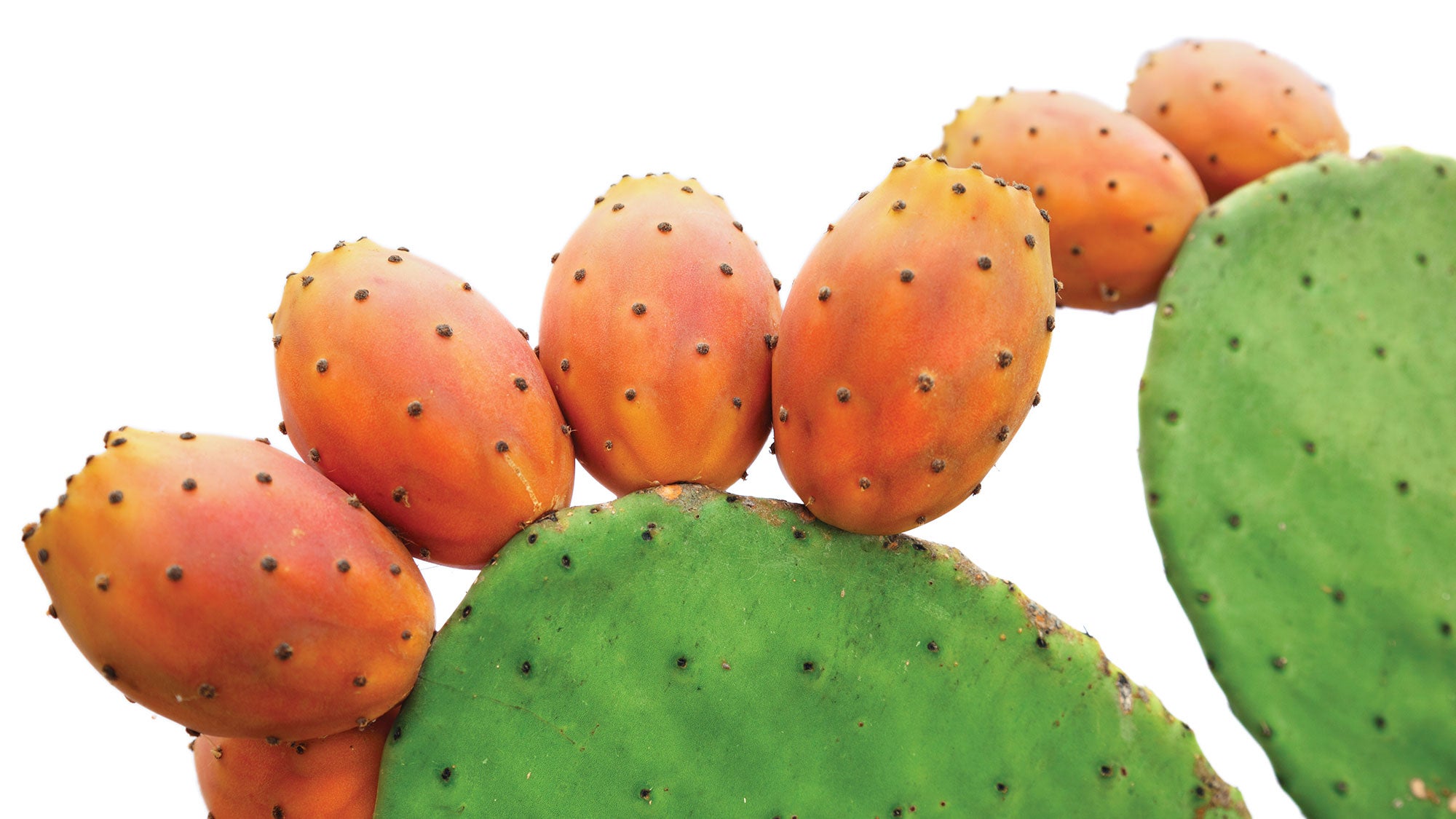 Prickly Pear